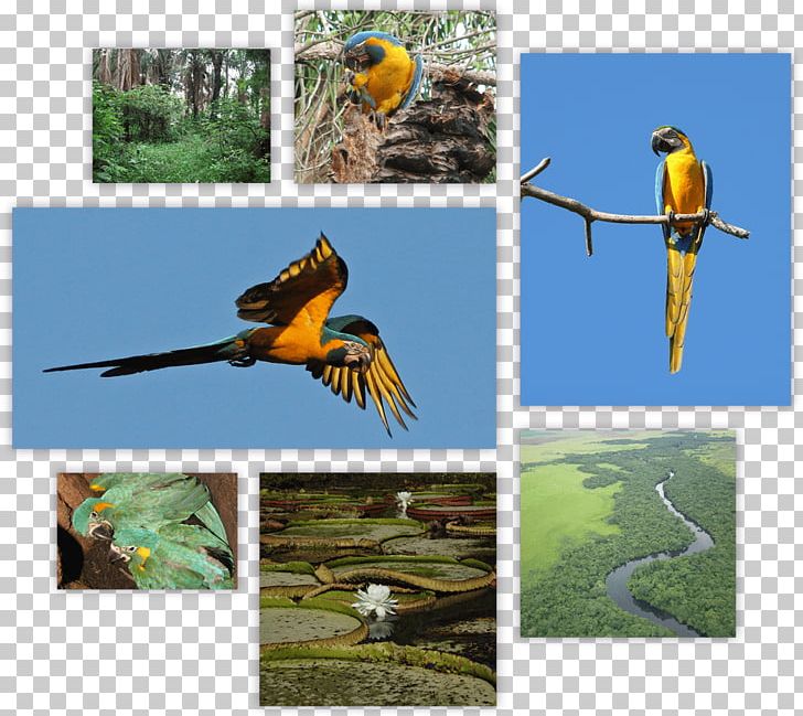 Blue-throated Macaw Birdwatching Parakeet PNG, Clipart, Animals, Beak, Bird, Bird Watching, Birdwatching Free PNG Download