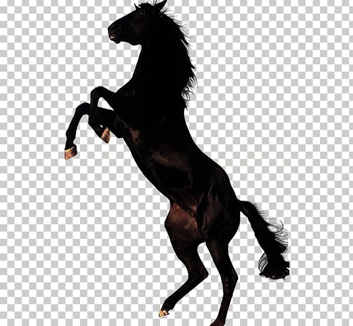 Horse Stallion PNG, Clipart, Animals, Behaviour Of The Horse, Desktop Wallpaper, Display Resolution, Doc Free PNG Download