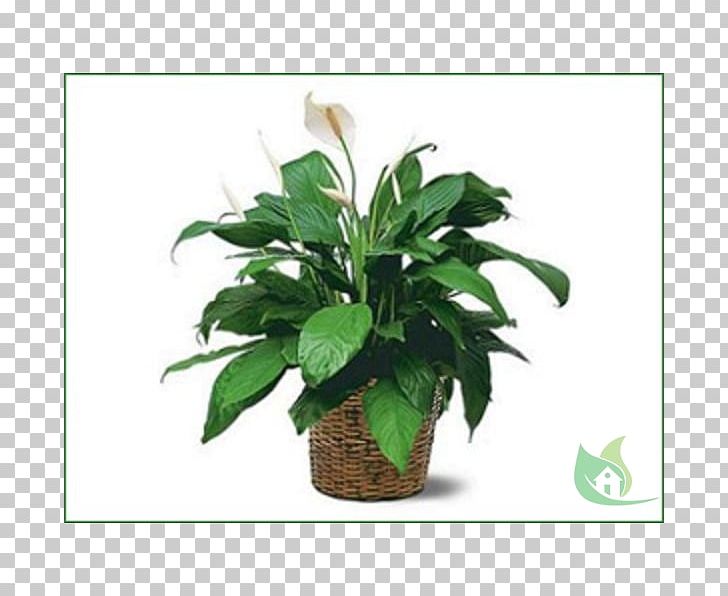 Peace Lily Plant Trias Flowers & Gifts Chinese Evergreens PNG, Clipart, Basket, Chinese Evergreens, Evergreen, Florist, Floristry Free PNG Download