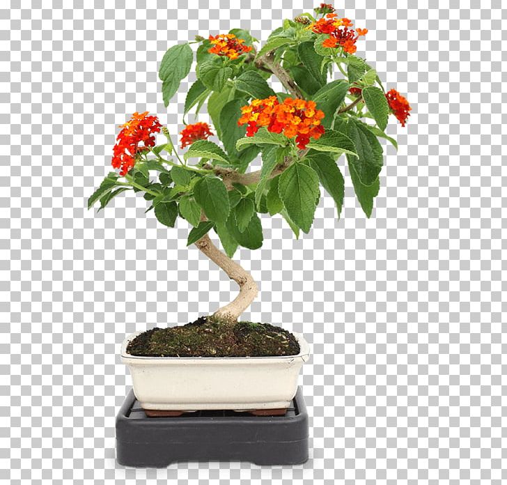 Bonsai Houseplant Zanthoxylum Piperitum Flowerpot Tree PNG, Clipart, Bonsai, Cotoneaster, Cultivo, Flowerpot, Grevillea Robusta Free PNG Download