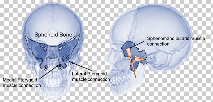 Sphenoid Bone Temporomandibular Joint Dysfunction Jaw PNG, Clipart, Bone, Captain America, Cervical Vertebrae, Chronic Pain, Communication Free PNG Download
