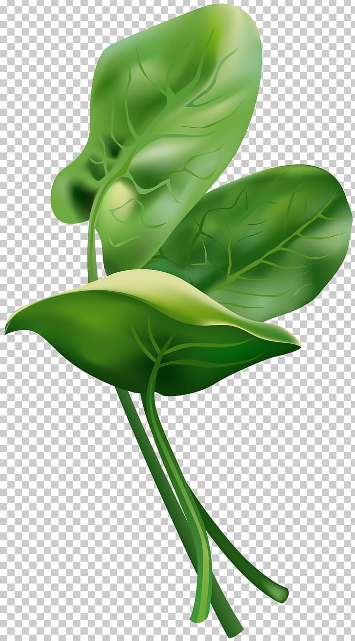 Bunch Of Spinach Leaves Clipart,piles,cartoon Style,spinach Drawing PNG  Image And Clipart Image For Free Download - Lovepik | 380263008