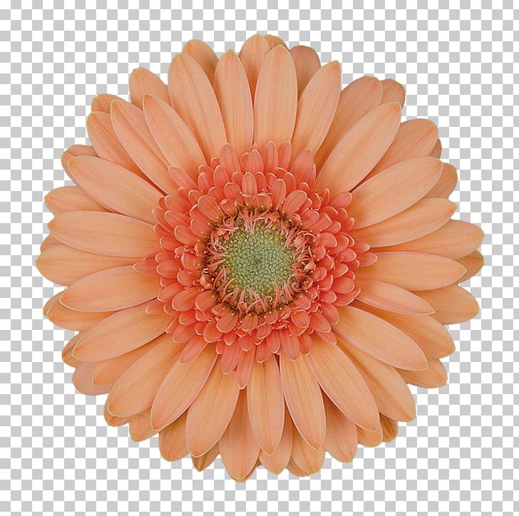 Tissue Paper Color Peach PNG, Clipart, Asterales, Bros, Color, Cut Flowers, Cutting Free PNG