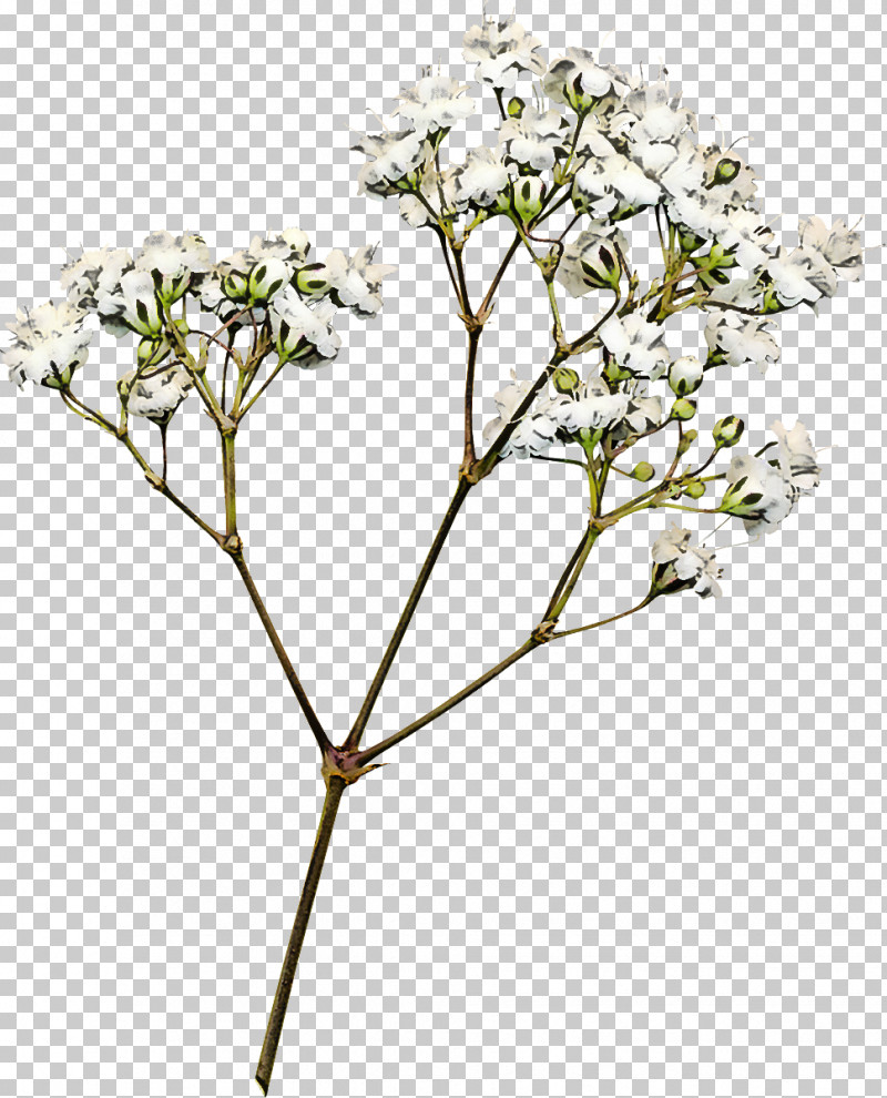 Flower Plant Tree Cow Parsley Heracleum (plant) PNG, Clipart, Branch, Cow Parsley, Flower, Flowering Dogwood, Heracleum Plant Free PNG Download
