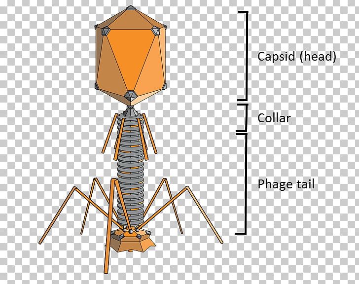 Bacteriophage Enterobacteria Phage T2 Enterobacteria Phage T4 Phage Group Phage Therapy PNG, Clipart, Angle, Bacteria, Bacterial Cell Structure, Bacteriophage, Capsid Free PNG Download