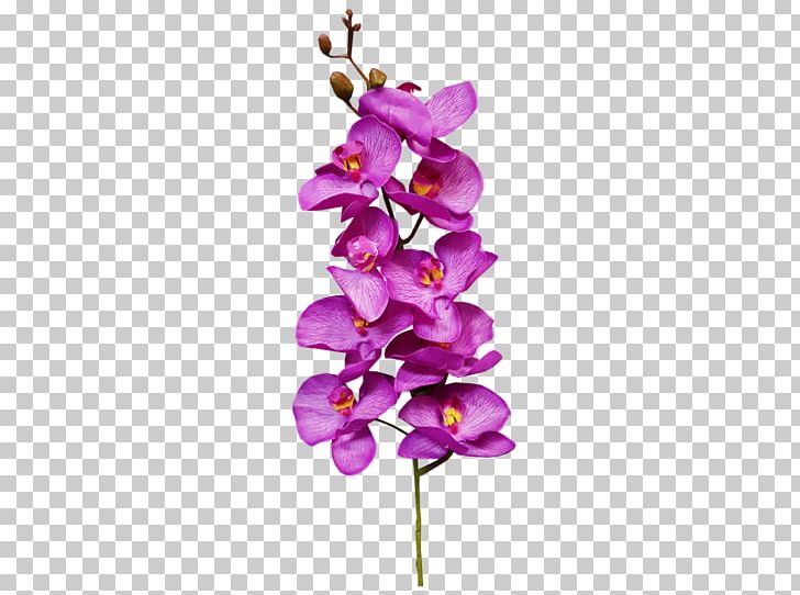 Cut Flowers Plant Floral Design Moth Orchids PNG, Clipart, Cut Flowers, Flora, Floral Design, Flower, Flowering Plant Free PNG Download