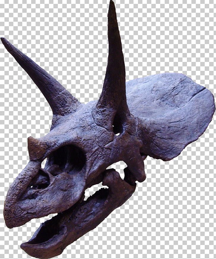 Torosaurus Ceratopsia Tyrannosaurus Late Cretaceous Maastrichtian PNG, Clipart, Bone, Ceratopsia, Ceratopsidae, Cretaceous, Dinosaur Free PNG Download