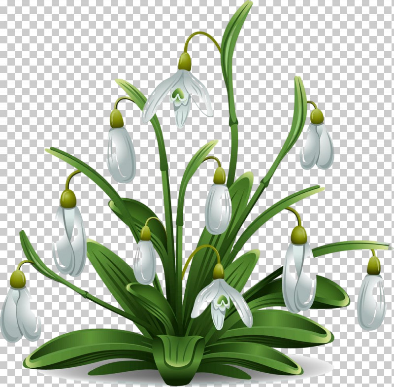 Flower Galanthus Snowdrop Plant Summer Snowflake PNG, Clipart, Amaryllis Family, Flower, Flowerpot, Galanthus, Houseplant Free PNG Download