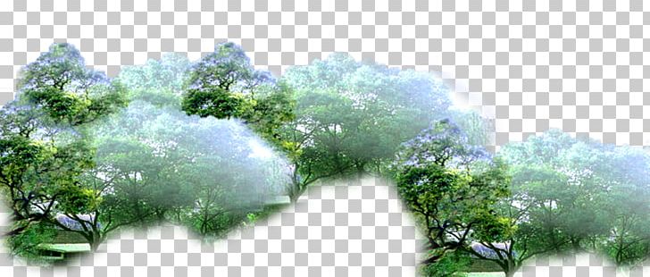 amazon rainforest trees clipart