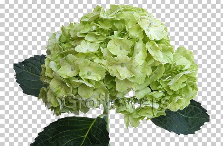 Green French Hydrangea Flower Color Petal PNG, Clipart, Blue, Color, Common Daisy, Cornales, Desktop Wallpaper Free PNG Download
