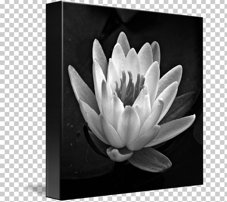 Black And White Gallery Wrap Canvas Art PNG, Clipart, Art, Black And White, Canvas, Flora, Flower Free PNG Download