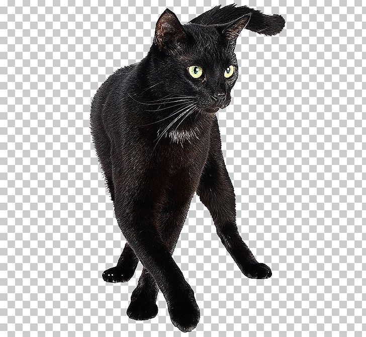 Bombay Cat Burmese Cat Black Cat Korat Chartreux PNG, Clipart, Asian, Black Cat, Bombay, Burmese, Carnivoran Free PNG Download