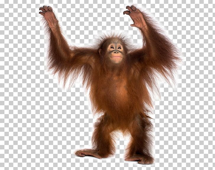 Bornean Orangutan Chimpanzee Sumatran Orangutan The Orangutan Primate PNG, Clipart, Animal, Animals, Ape, Bornean Orangutan, Chimpanzee Free PNG Download