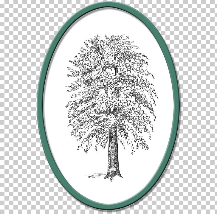 Branching PNG, Clipart, Branch, Branching, Celta, Others, Plant Free PNG Download