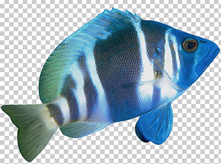 Coral Reef Fish Marine Biology Sticker Koraalvissen PNG, Clipart, Advertising, Aquarium, Aquariums, Blue, Bony Fish Free PNG Download