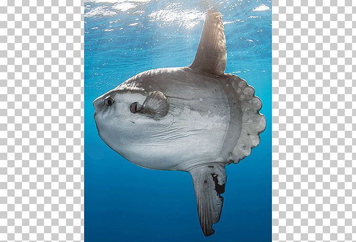 Shark Ocean Sunfish Bony Fishes Sea Lion PNG, Clipart, Animal, Animals,  Blue Shark, Bony Fishes, Cartilaginous