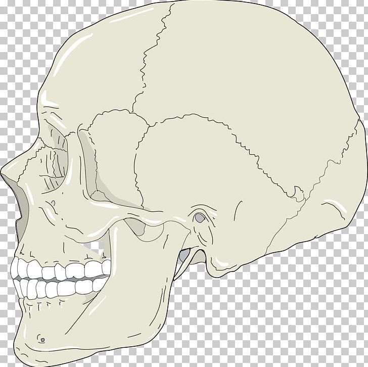 Skull Human Head Human Skeleton Head And Neck Anatomy PNG, Clipart, Anatomy, Bone, Brain, Head, Head And Neck Anatomy Free PNG Download