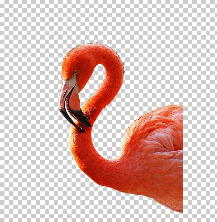 Bird Flamingo PNG, Clipart, Adobe Illustrator, Animals, Beak, Bird, Birds Free PNG Download