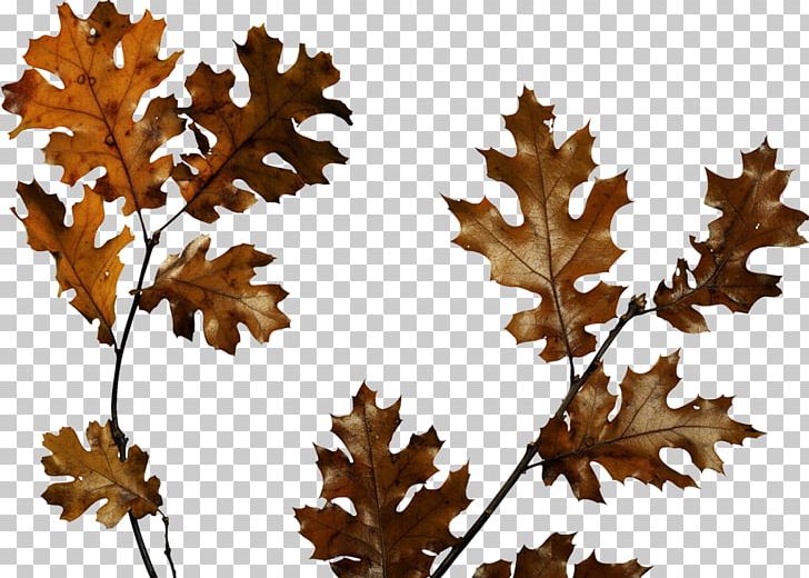 Animation PNG, Clipart, Animation, Autumn, Autumn Clipart, Avatar, Branch Free PNG Download
