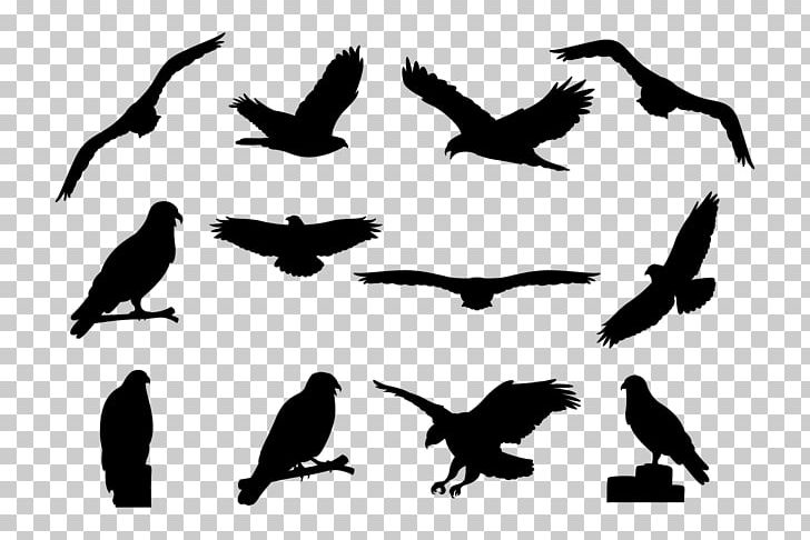 Eagle Turkey Vulture Bird Buzzard Silhouette PNG, Clipart, Animal Migration, Beak, Bird, Bird Of Prey, Black And White Free PNG Download