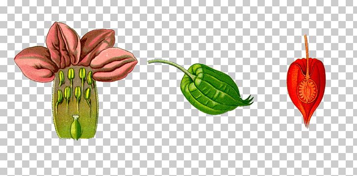 Flower Auglis Fruit PNG, Clipart, Auglis, Chart, Diagram, Encapsulated Postscript, Euclidean Vector Free PNG Download