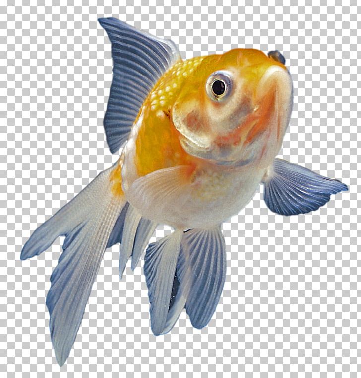 Goldfish Aquarium Ornamental Fish PNG, Clipart, Animal, Animals, Aquarium, Aquatic Animal, Bony Fish Free PNG Download