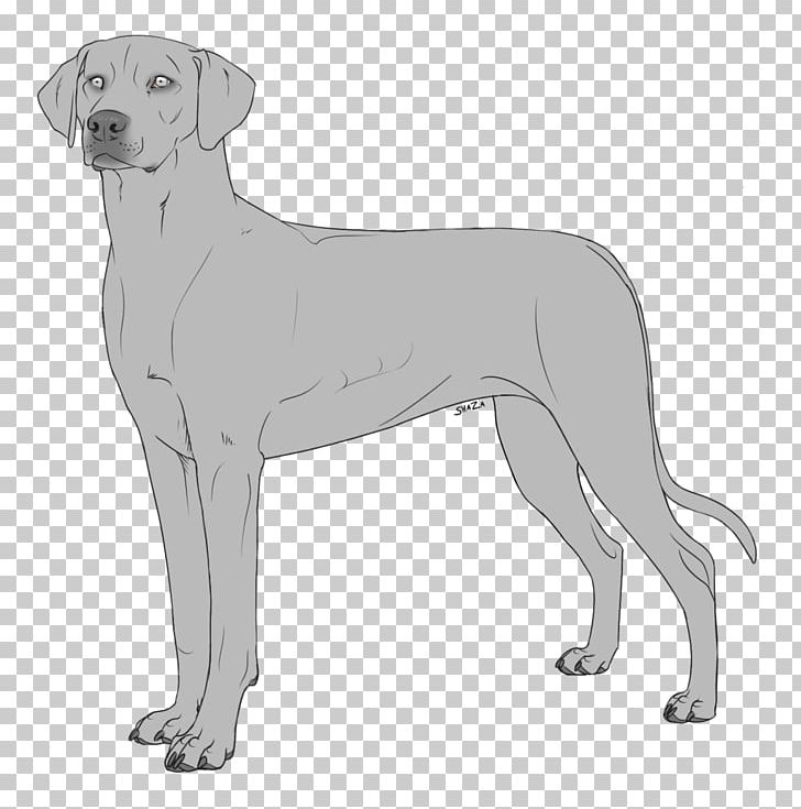 Labrador Retriever Great Dane Dog Breed Companion Dog PNG, Clipart, Breed, Carnivoran, Companion Dog, Dog, Dog Breed Free PNG Download