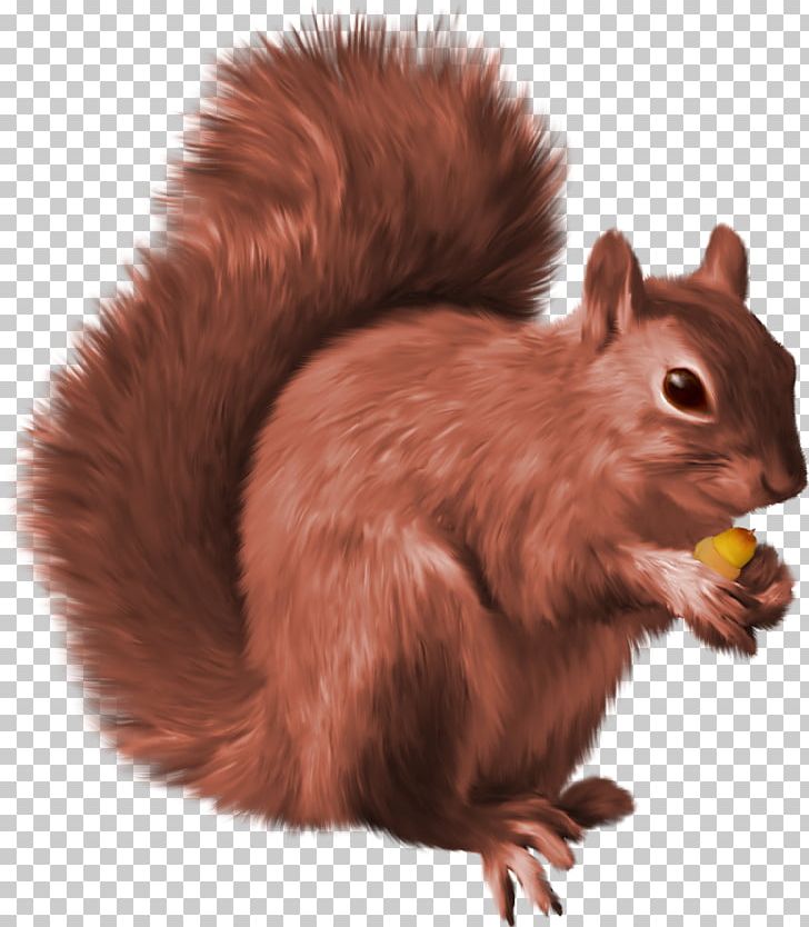 Squirrel PNG, Clipart, Chipmunk, Clip Art, Computer Icons, Desktop Wallpaper, Eastern Gray Squirrel Free PNG Download
