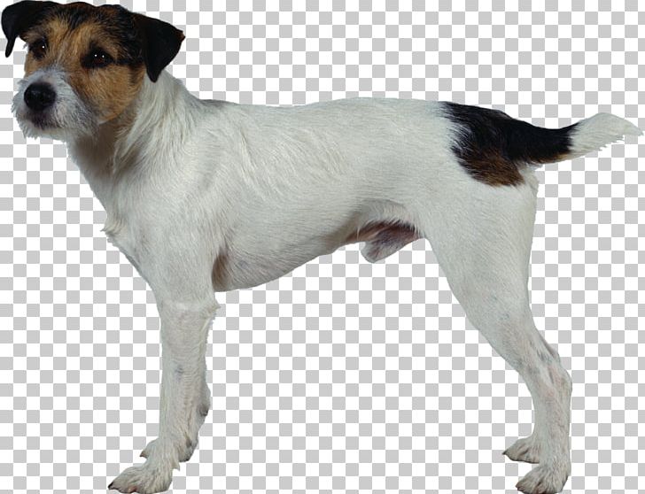 Jack Russell Terrier Parson Russell Terrier Miniature Fox Terrier Smooth Fox Terrier Tenterfield Terrier PNG, Clipart, Carnivoran, Companion Dog, Danish Swedish Farmdog, Dog Breed, Dog Breed Group Free PNG Download