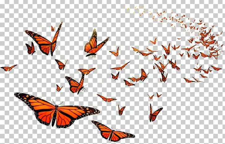 Monarch Butterfly Flight Orange Middle School Insect PNG, Clipart, Animal, Arthropod, Brush Footed Butterfly, Butterflies And Moths, Butterfly Free PNG Download
