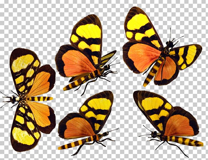 Monarch Butterfly Pieridae Gossamer-winged Butterflies Moth Brush-footed Butterflies PNG, Clipart, Arthropod, Brush Footed Butterfly, Butterfly, Butterfly Net, Insect Free PNG Download