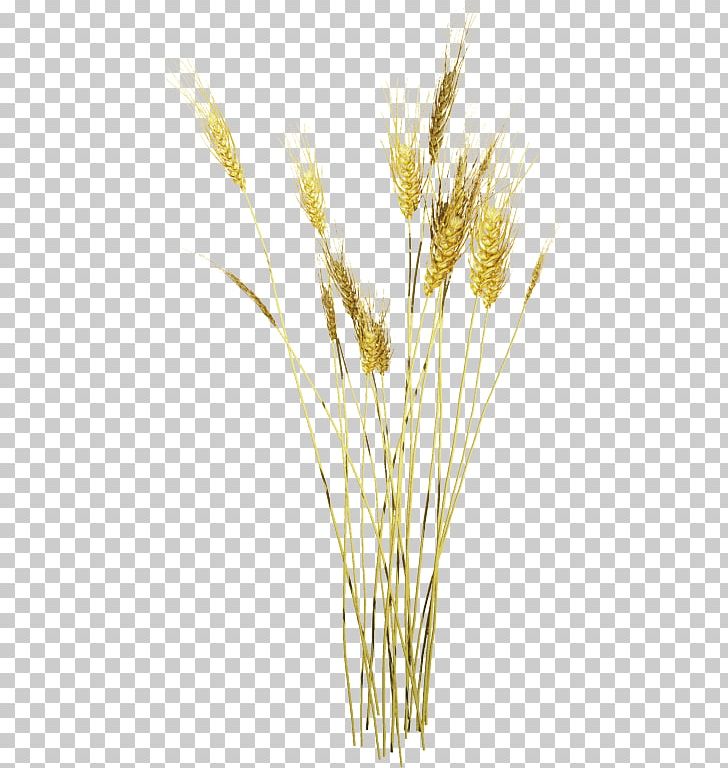 Texture Mapping PNG, Clipart, Avena, Barley, Cereal, Cereal Germ, Commodity Free PNG Download