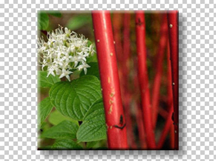 White Dogwood Red Osier Dogwood Plant Stem Shrub Judas-tree PNG, Clipart, Ampelopsis, Broadleaved Tree, Cornus, Dogwood, Flora Free PNG Download