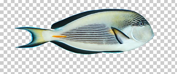 Blue Fish Black PNG, Clipart, Adobe Illustrator, Animals, Bai, Black, Black  Free PNG Download