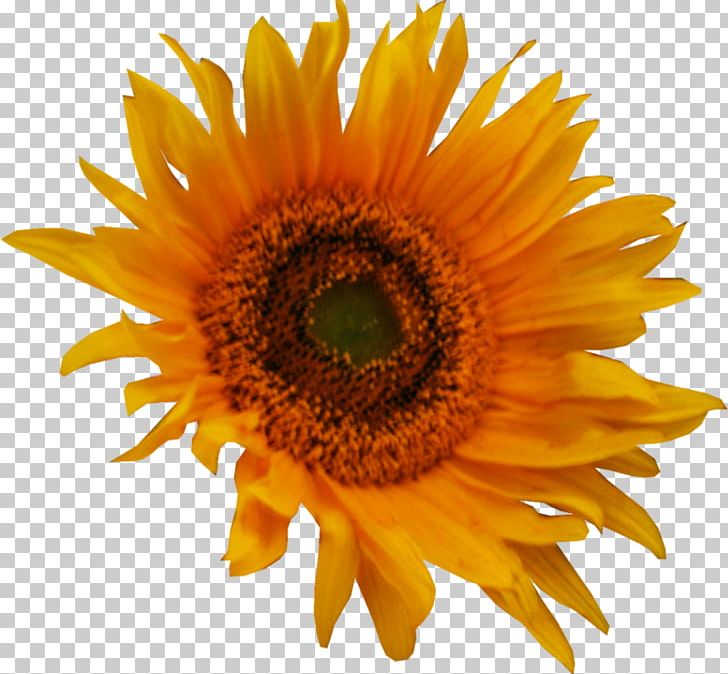 Common Sunflower PNG, Clipart, Anna, Asterales, Autumn, Common Sunflower, Daisy Family Free PNG Download