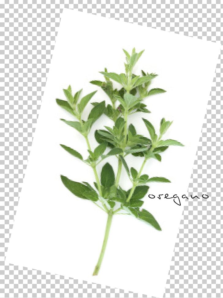 Leaf Herbalism Plant Stem Tree PNG, Clipart, Herb, Herbal, Herbalism, Leaf, Oregano Free PNG Download