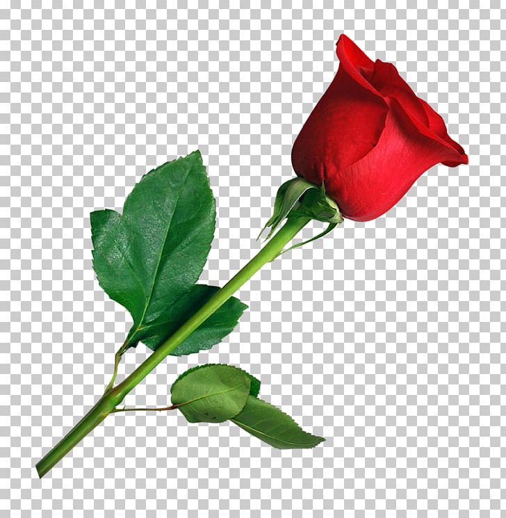 Rose Flower PNG, Clipart, Cut Flowers, Download, Flora, Floral Design, Flower Free PNG Download