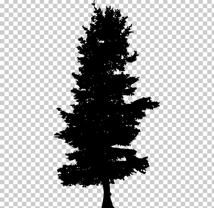 Spruce Pine Fir Evergreen PNG, Clipart, Black And White, Branch, Christmas Day, Christmas Decoration, Christmas Tree Free PNG Download