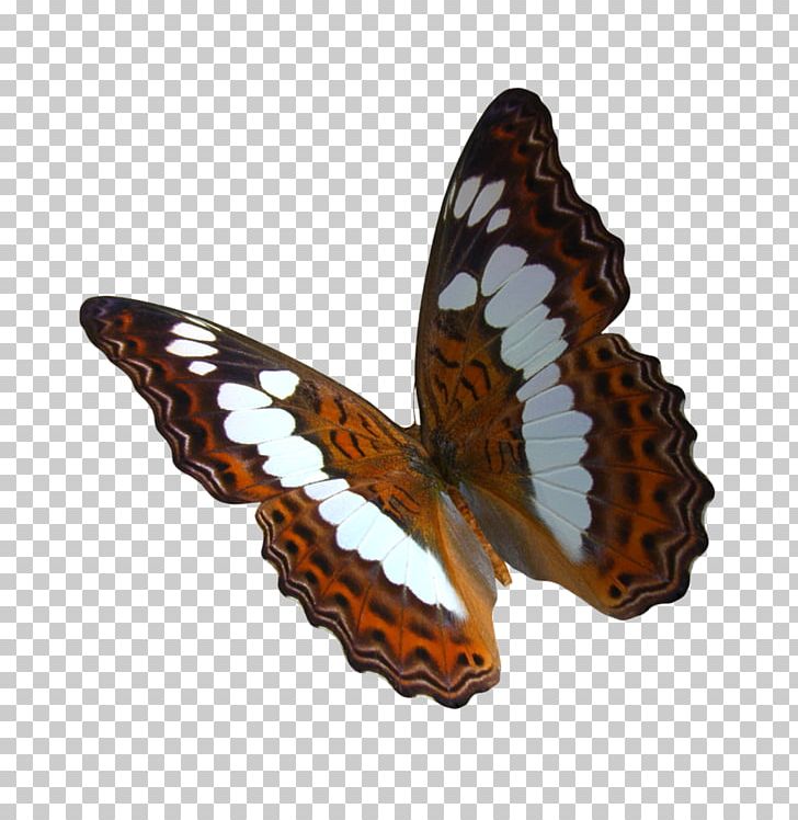 Swallowtail Butterfly Monarch Butterfly PNG, Clipart, Art, Birdwing, Brush Footed Butterfly, Butterfly, Download Free PNG Download