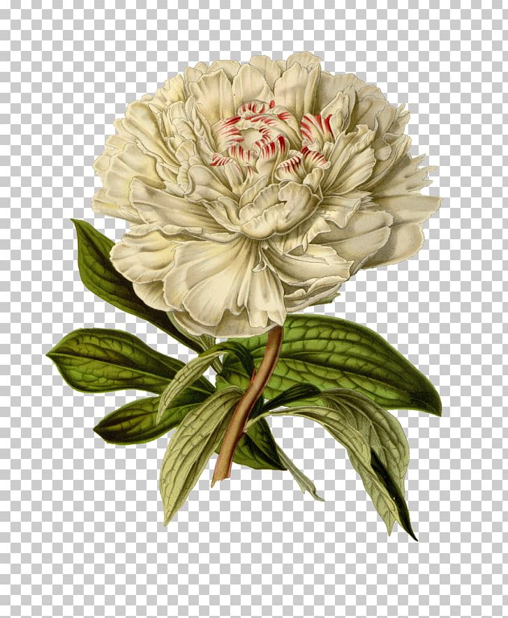 Botanical Illustration Printmaking Flower PNG, Clipart, Art, Artificial Flower, Art Museum, Botanical Illustration, Botany Free PNG Download