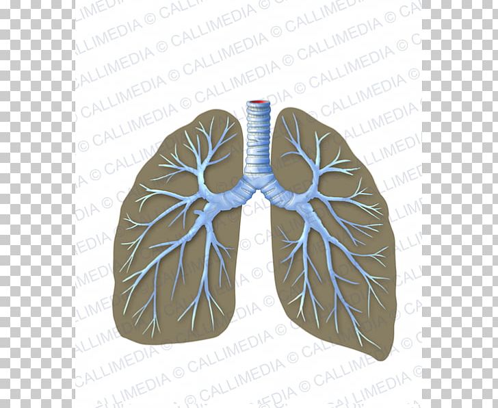 Bronchus Respiratory System Breathing Organ System PNG, Clipart, Anatomy, Breathing, Bronchiole, Bronchitis, Bronchus Free PNG Download