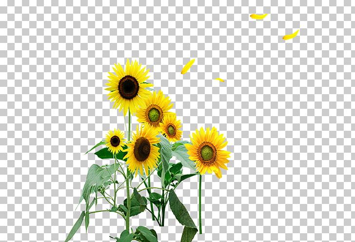 Common Sunflower PNG, Clipart, Daisy Family, Download, Floral Design, Floristry, Flower Free PNG Download