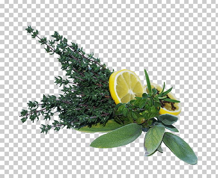 Mediterranean Cuisine Garden Thyme Common Sage Herb Rosemary PNG, Clipart, Citrus, Common Sage, Fines Herbes, Flowerpot, Food Free PNG Download