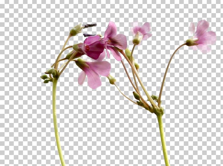 White Flower Tencent QQ PNG, Clipart, Baidu, Blossom, Branch, Bud, Color Free PNG Download