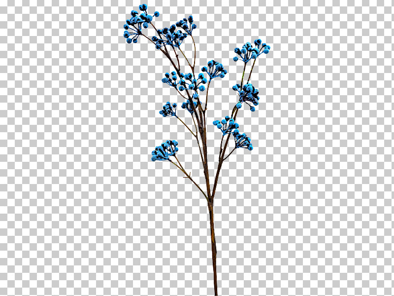 Flower Plant Branch Twig Borage Family PNG, Clipart, Borage Family, Branch, California Lilac, Delphinium, Flower Free PNG Download