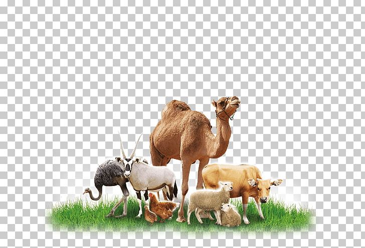 Dromedary Cattle Feeding Animal Feed PNG, Clipart, Abu Dhabi, Animal, Animal Feed, Arabian Camel, Bran Free PNG Download
