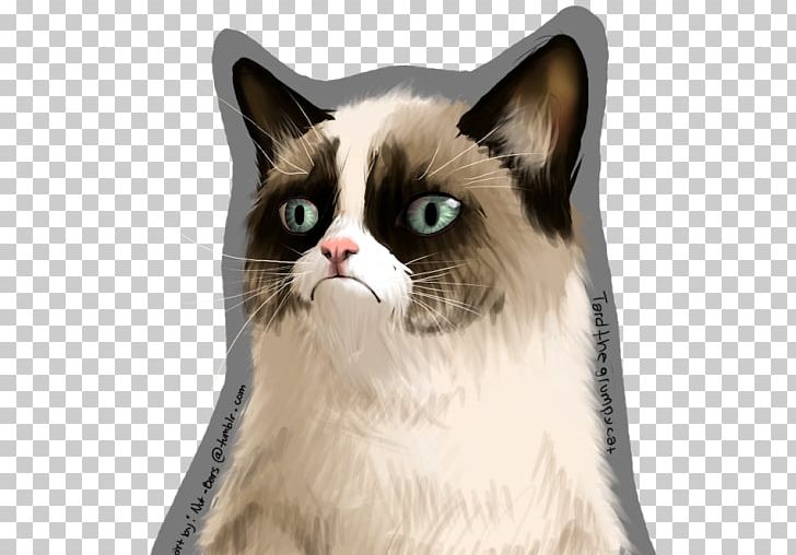 Grumpy Cat Animal Shelter PNG, Clipart, American Wirehair, Animals, Carnivoran, Cat, Cat Like Mammal Free PNG Download