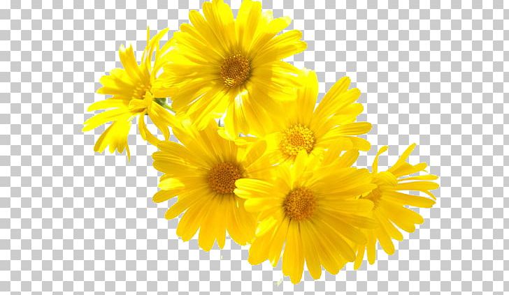 Mexican Marigold Chrysanthemum Flower PNG, Clipart, Alibabacom, Bells Amp Marigold, Dahlia, Daisy Family, Encapsulated Postscript Free PNG Download