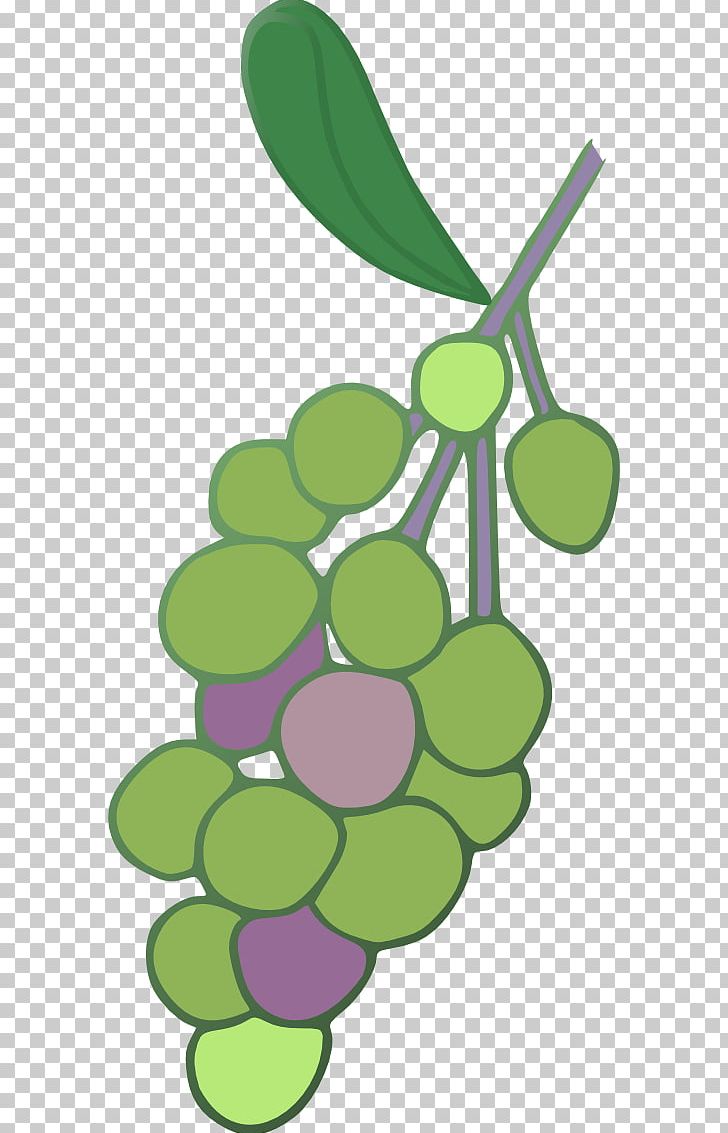 Common Grape Vine Concord Grape Grape Leaves PNG, Clipart, Berry, Common Grape Vine, Concord Grape, Flowering Plant, Food Free PNG Download