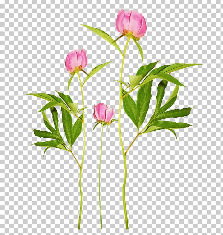 Peony Computer Icons PNG, Clipart, Bud, Computer Icons, Cut Flowers, Download, Floral Design Free PNG Download